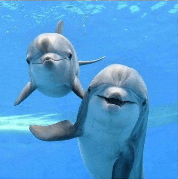 We Adopted A Dolphin!