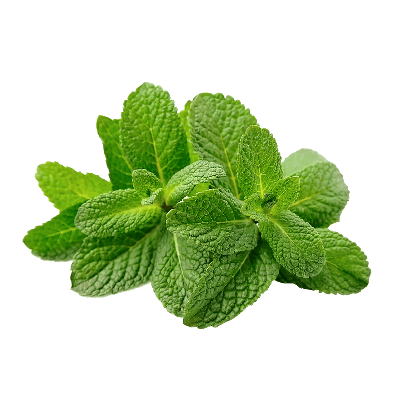 Wild Mint